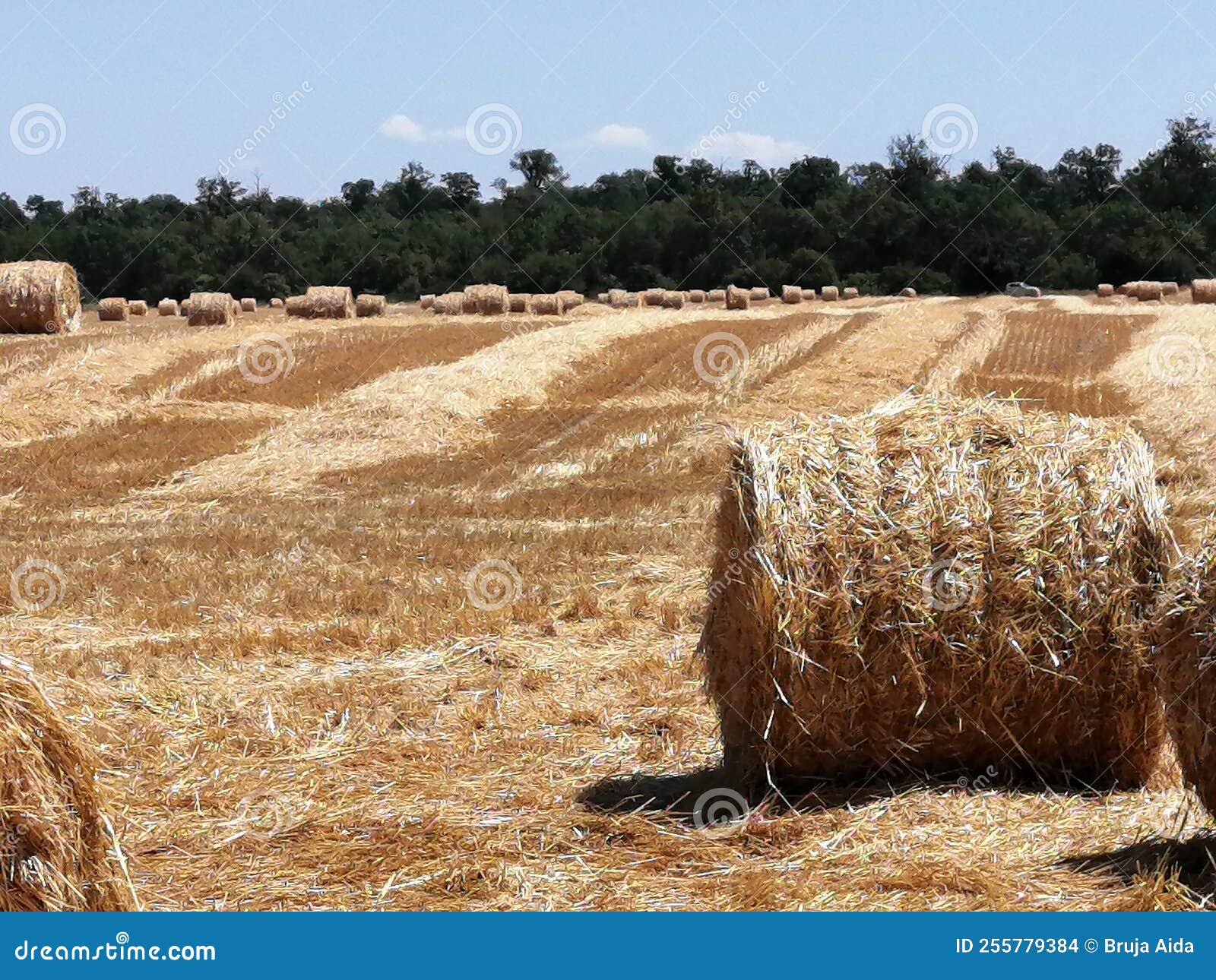 straw bales on the threshed field.